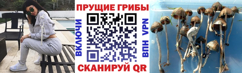 KRAKEN ссылка  Нягань  Псилоцибиновые грибы прущие грибы 